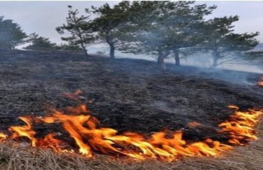 Pavasarį dega žolė